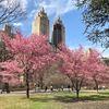 In bloom: NYC 'waking up' to official start of cherry blossom season